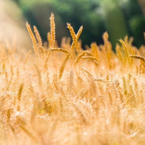 Robo-advisors, relais de l'épargne